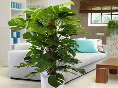 Φυτά απορροφούν τους ρύπους του σπιτιού